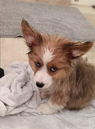 Illustration de l'article : 20 photos hilarantes de Corgis qui ne sont clairement pas de bonne humeur