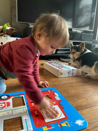 Illustration de l'article : 20 photos hilarantes de Corgis qui ne sont clairement pas de bonne humeur