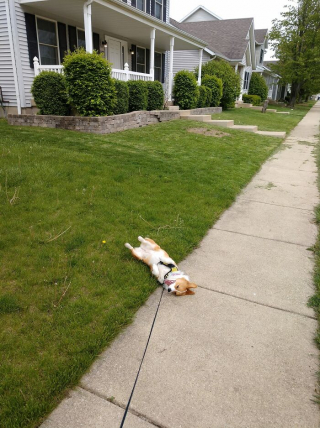 Illustration de l'article : 20 photos hilarantes de Corgis qui ne sont clairement pas de bonne humeur