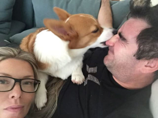 Illustration de l'article : 20 photos hilarantes de Corgis qui ne sont clairement pas de bonne humeur