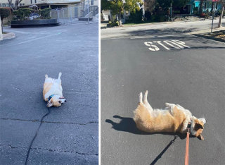 Illustration de l'article : 20 photos hilarantes de Corgis qui ne sont clairement pas de bonne humeur