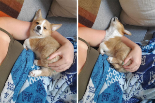 Illustration de l'article : 20 photos hilarantes de Corgis qui ne sont clairement pas de bonne humeur