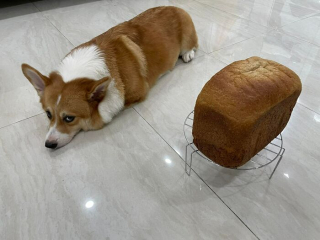 Illustration de l'article : 20 photos hilarantes de Corgis qui ne sont clairement pas de bonne humeur