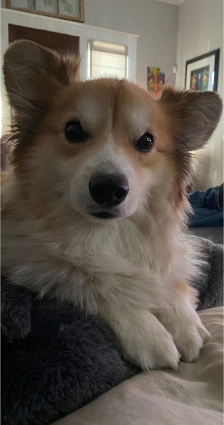 Illustration de l'article : 20 photos hilarantes de Corgis qui ne sont clairement pas de bonne humeur