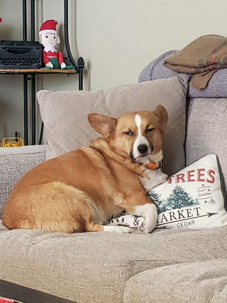 Illustration de l'article : 20 photos hilarantes de Corgis qui ne sont clairement pas de bonne humeur