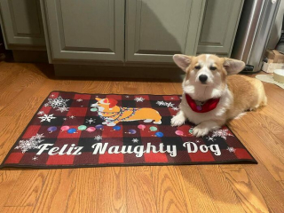 Illustration de l'article : 20 photos hilarantes de Corgis qui ne sont clairement pas de bonne humeur