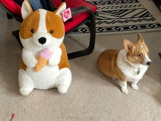 Illustration de l'article : 20 photos hilarantes de Corgis qui ne sont clairement pas de bonne humeur