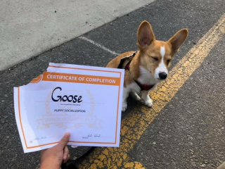 Illustration de l'article : 20 photos hilarantes de Corgis qui ne sont clairement pas de bonne humeur