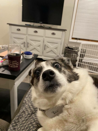 Illustration de l'article : 20 photos hilarantes de Corgis qui ne sont clairement pas de bonne humeur