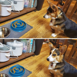 Illustration de l'article : 20 photos hilarantes de Corgis qui ne sont clairement pas de bonne humeur