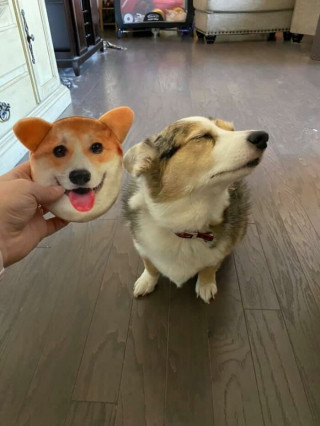 Illustration de l'article : 20 photos hilarantes de Corgis qui ne sont clairement pas de bonne humeur