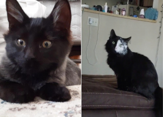 Illustration de l'article : La fourrure atypique de ce chat fait sensation sur TikTok (vidéo)