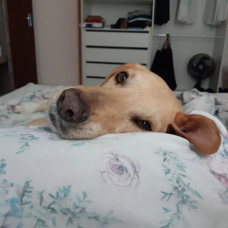 Illustration de l'article : Chaque dimanche, ce prêtre, au dévouement incomparable pour les chiens errants, a un rituel bien à lui