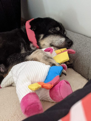 Illustration de l'article : La vie a donné une seconde chance à cette chienne senior retrouvée remplie d'asticots sur une autoroute du Michigan