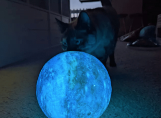 Illustration de l'article : 14 chiens et chats vivant une expérience hors du commun avec... une boule !