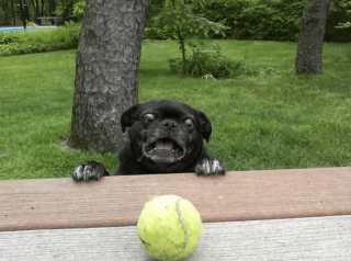 Illustration de l'article : 14 chiens et chats vivant une expérience hors du commun avec... une boule !