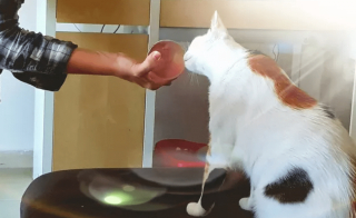 Illustration de l'article : 14 chiens et chats vivant une expérience hors du commun avec... une boule !