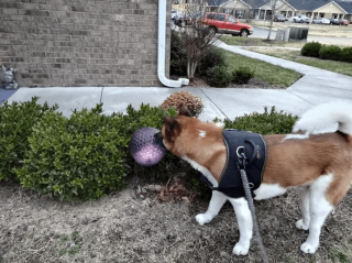 Illustration de l'article : 14 chiens et chats vivant une expérience hors du commun avec... une boule !
