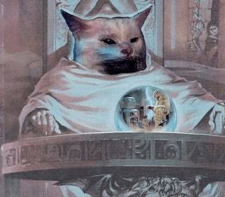 Illustration de l'article : 14 chiens et chats vivant une expérience hors du commun avec... une boule !
