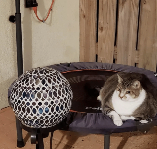 Illustration de l'article : 14 chiens et chats vivant une expérience hors du commun avec... une boule !