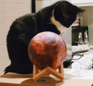 Illustration de l'article : 14 chiens et chats vivant une expérience hors du commun avec... une boule !