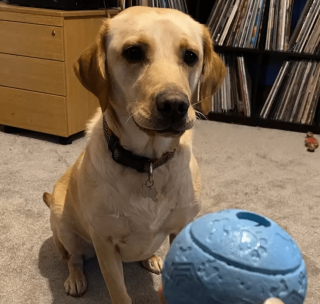 Illustration de l'article : 14 chiens et chats vivant une expérience hors du commun avec... une boule !