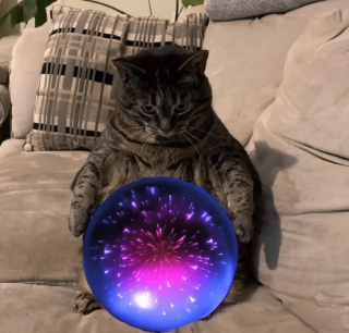 Illustration de l'article : 14 chiens et chats vivant une expérience hors du commun avec... une boule !