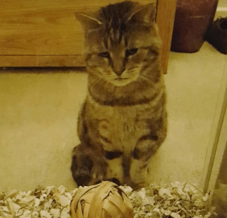 Illustration de l'article : 14 chiens et chats vivant une expérience hors du commun avec... une boule !
