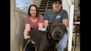 Illustration de l'article : Une famille fête son 100e chien sauvé après l'avoir extirpé d'un domicile où il vivait avec des dizaines d'autres chiens