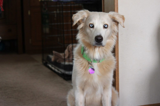 Illustration de l'article : Une famille fête son 100e chien sauvé après l'avoir extirpé d'un domicile où il vivait avec des dizaines d'autres chiens