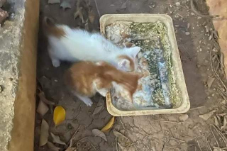 Illustration de l'article : En vacances à l'étranger, elle découvre une portée de 6 chatons abandonnés et en grand danger