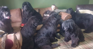 Illustration de l'article : Cette famille du Nord de l'Angleterre vit avec 8 Terre-Neuve à la maison (vidéo)