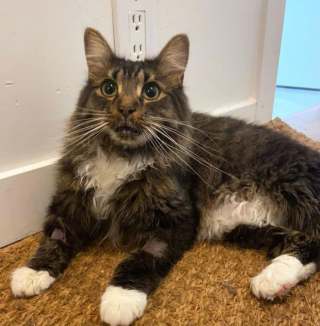 Illustration de l'article : Un chat abandonné prend sous son aile un chaton orphelin en manque d'amour