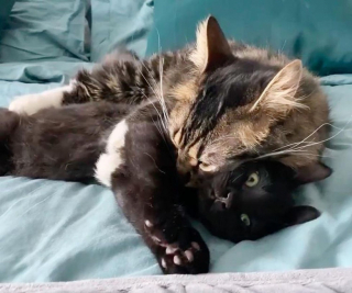 Illustration de l'article : Un chat abandonné prend sous son aile un chaton orphelin en manque d'amour