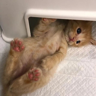 Illustration de l'article : Un petit chaton errant se transforme en un grand chat majestueux à poils longs