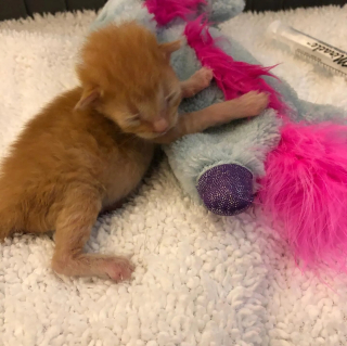 Illustration de l'article : Un petit chaton errant se transforme en un grand chat majestueux à poils longs