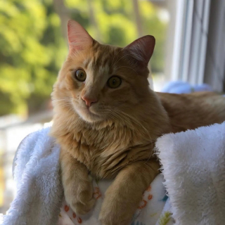 Illustration de l'article : Un petit chaton errant se transforme en un grand chat majestueux à poils longs