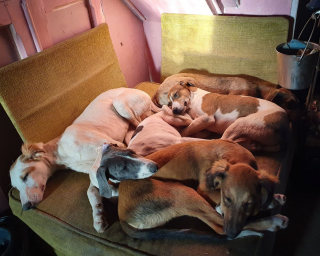 Illustration de l'article : Le SOS d'une infirmière vétérinaire contrainte de trouver un nouveau logement avec ses 20 chiens en 5 mois