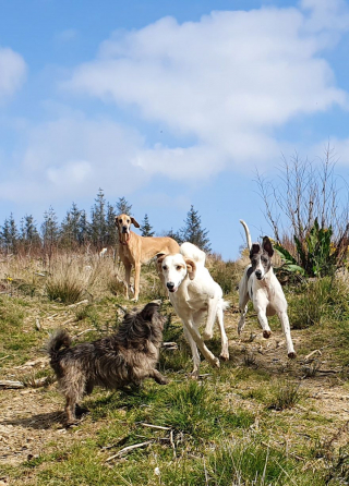 Illustration de l'article : Le SOS d'une infirmière vétérinaire contrainte de trouver un nouveau logement avec ses 20 chiens en 5 mois