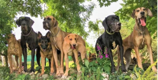 Illustration de l'article : Le SOS d'une infirmière vétérinaire contrainte de trouver un nouveau logement avec ses 20 chiens en 5 mois