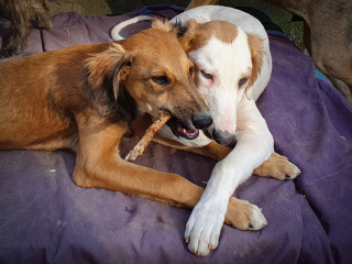 Illustration de l'article : Le SOS d'une infirmière vétérinaire contrainte de trouver un nouveau logement avec ses 20 chiens en 5 mois