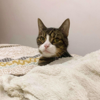 Illustration de l'article : Un chat senior, malade et affamé rompt pour toujours avec l'errance en s'invitant chez un couple