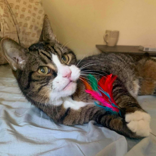 Illustration de l'article : Un chat senior, malade et affamé rompt pour toujours avec l'errance en s'invitant chez un couple