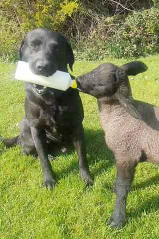 Illustration de l'article : L'activité préférée de ce chien empreint de bienveillance ? Nourrir un agneau orphelin au biberon !