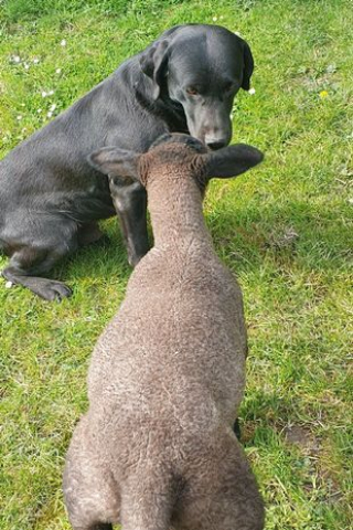 Illustration de l'article : L'activité préférée de ce chien empreint de bienveillance ? Nourrir un agneau orphelin au biberon !