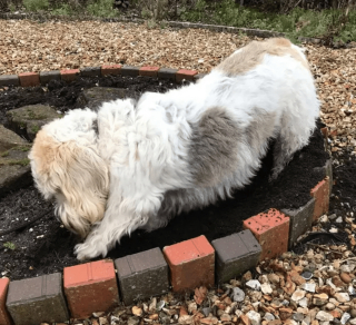 Illustration de l'article : 19 photos de chiens qui cultivent leur passion pour le jardinage