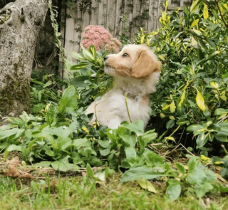 Illustration de l'article : 19 photos de chiens qui cultivent leur passion pour le jardinage