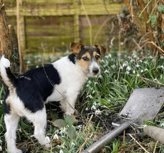 Illustration de l'article : 19 photos de chiens qui cultivent leur passion pour le jardinage