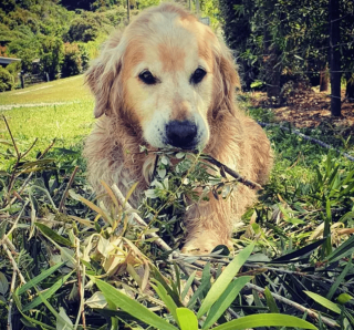 Illustration de l'article : 19 photos de chiens qui cultivent leur passion pour le jardinage