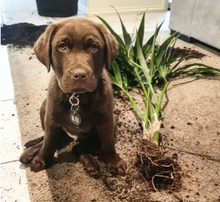 Illustration de l'article : 19 photos de chiens qui cultivent leur passion pour le jardinage